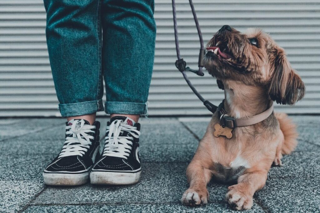 brown short coated dog wearing blue denim jeans and black and white converse all star high